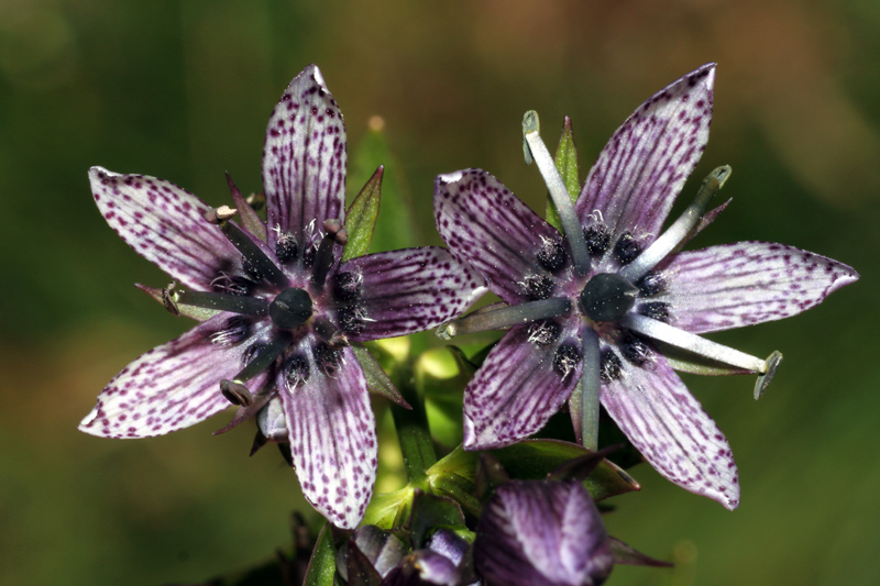 Swertia perennis / Genzianella stellata